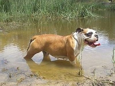 The right side of brown with white and black Australian Bulldog that is walking across a body of water with grass in it. The Bulldogs mouth is open and its tongue is out.